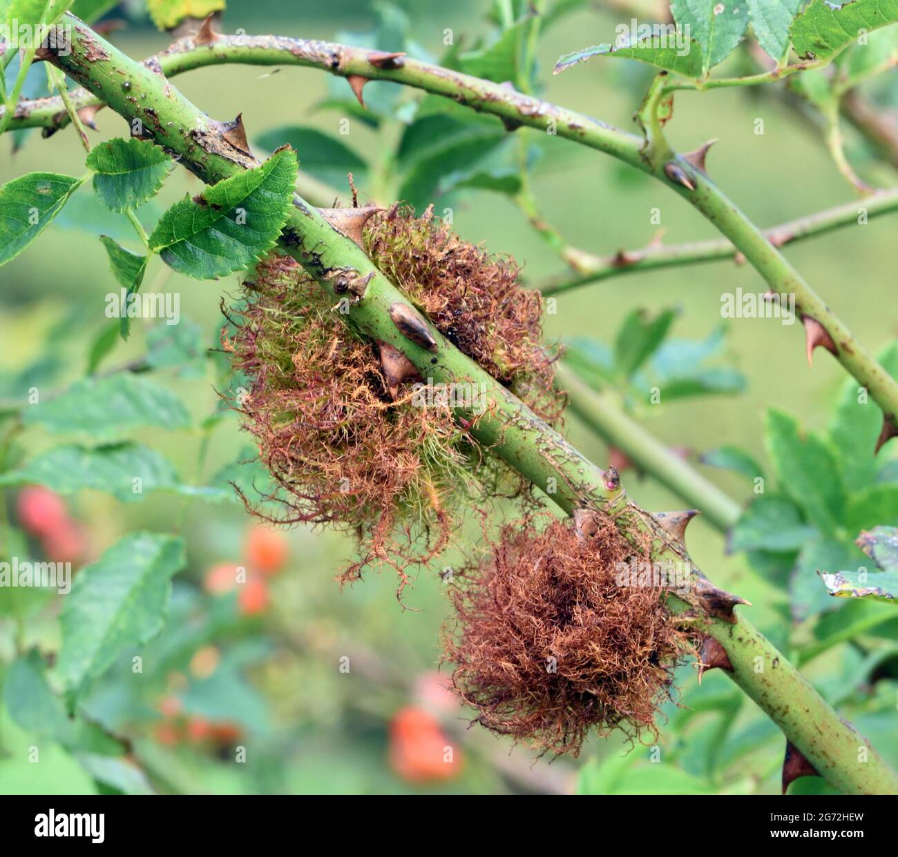 Robin’s pincushions or bedeguar galls on a dog rose (Rosa canina
