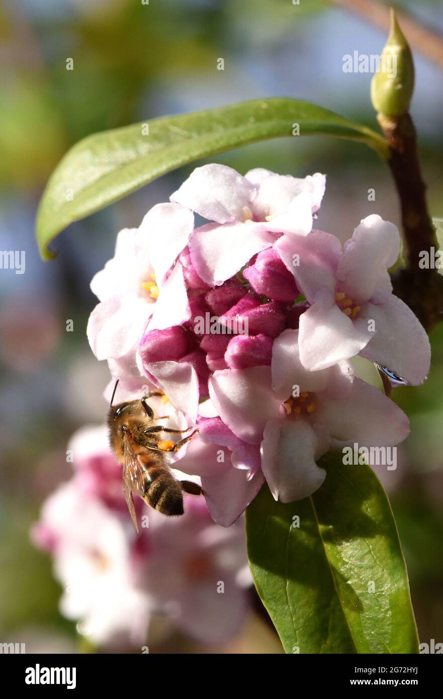 Honey bees (Apis mellifera) are drawn out of their nest to add to their winter supply of nectar on a sunny day in early February Stock Photo