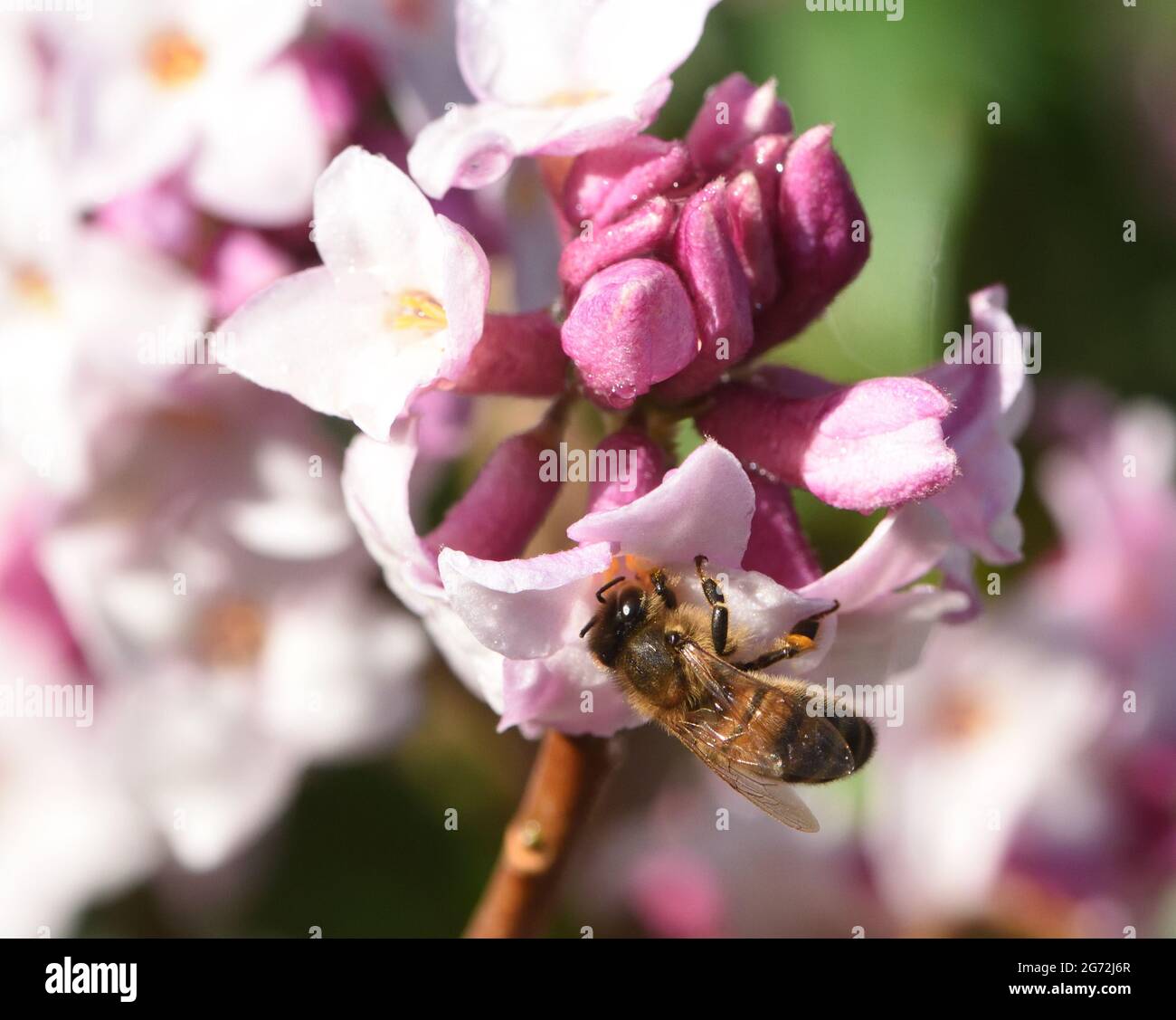 Honey bees (Apis mellifera) are drawn out of their nest to add to their winter supply of nectar on a sunny day in early February Stock Photo
