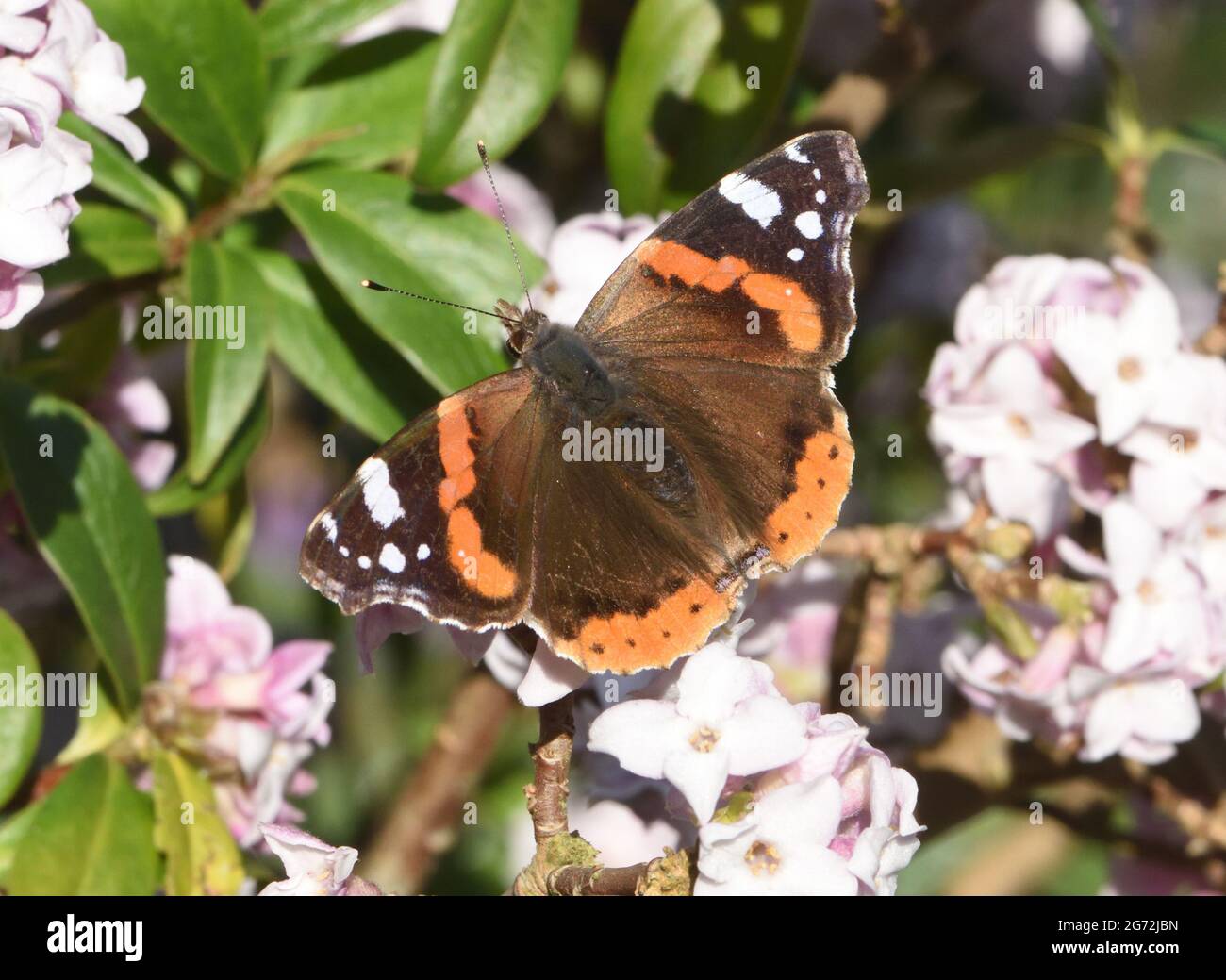 A red admiral butterfly (Vanessa atalanta) is  drawn out hibernation for a winter top up of nectar on a sunny day in February Stock Photo