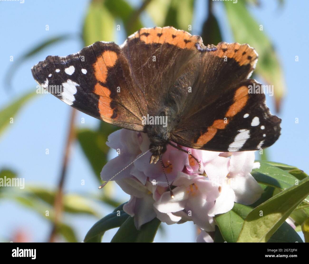 A red admiral butterfly (Vanessa atalanta) is  drawn out hibernation for a winter top up of nectar on a sunny day in February Stock Photo