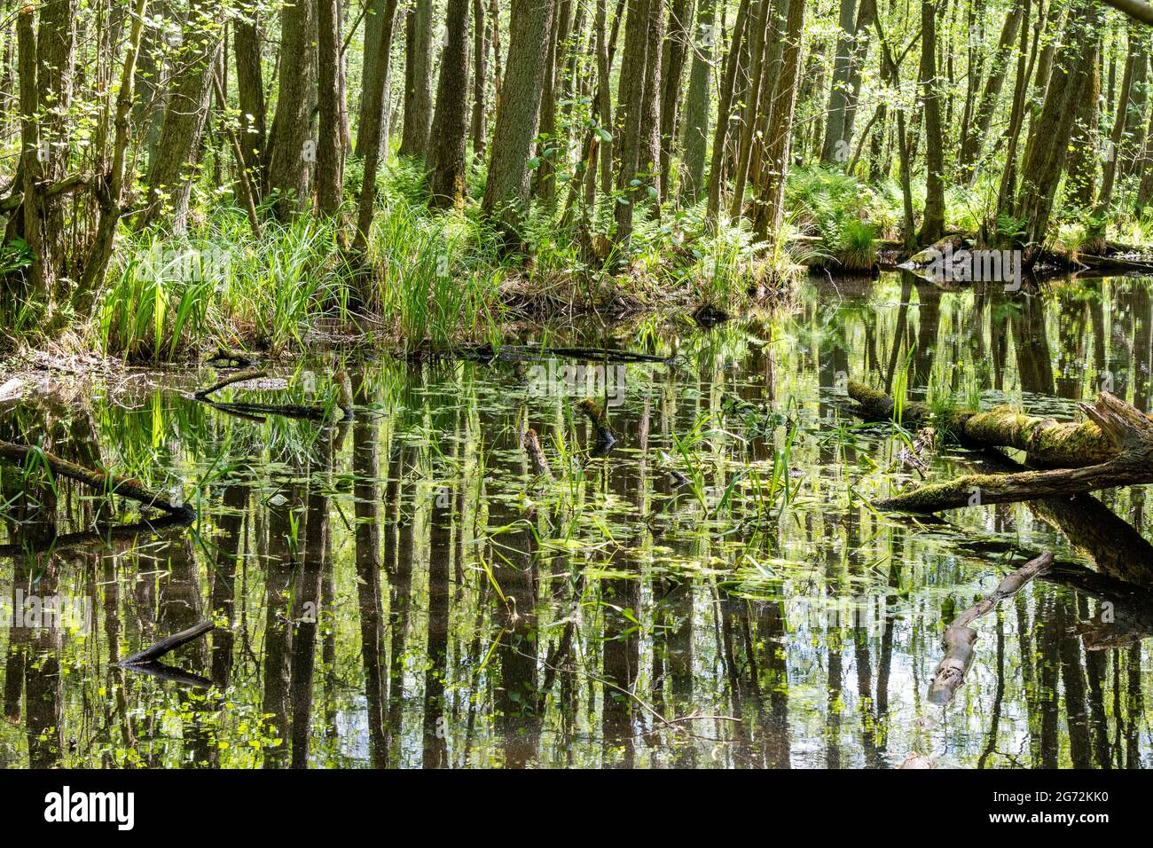 Trees in water hi-res stock photography and images - Alamy