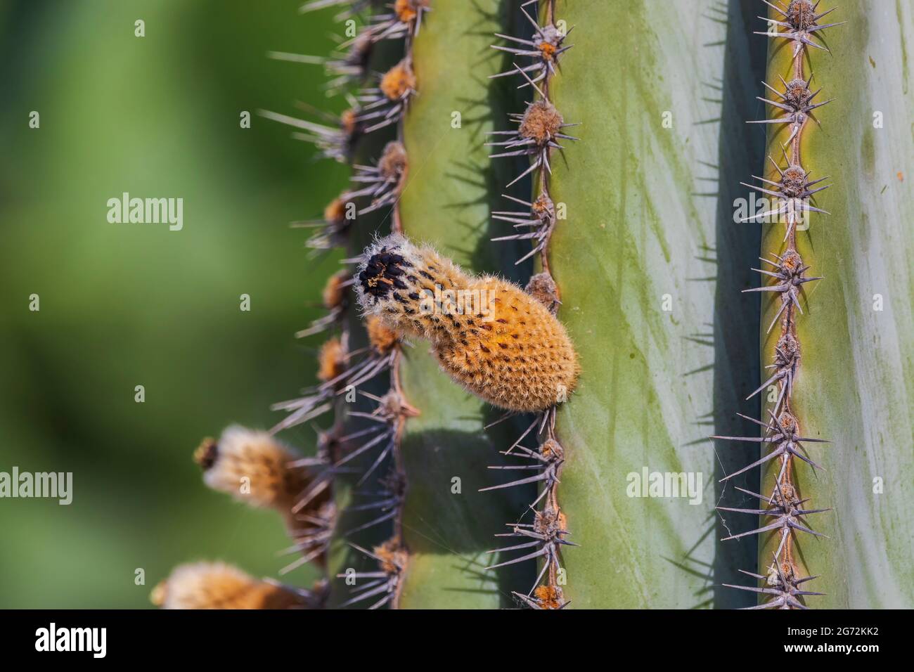 Indian prickly pear fruits. Family of cactus Stock Photo