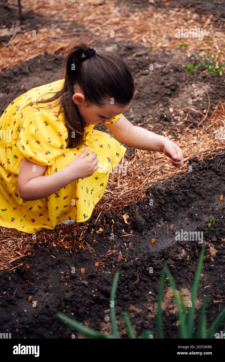 a girl in a yellow dress squats and plants seeds of healthy vegetables in the black moist soil, family eco-friendly lifestyle Stock Photo
