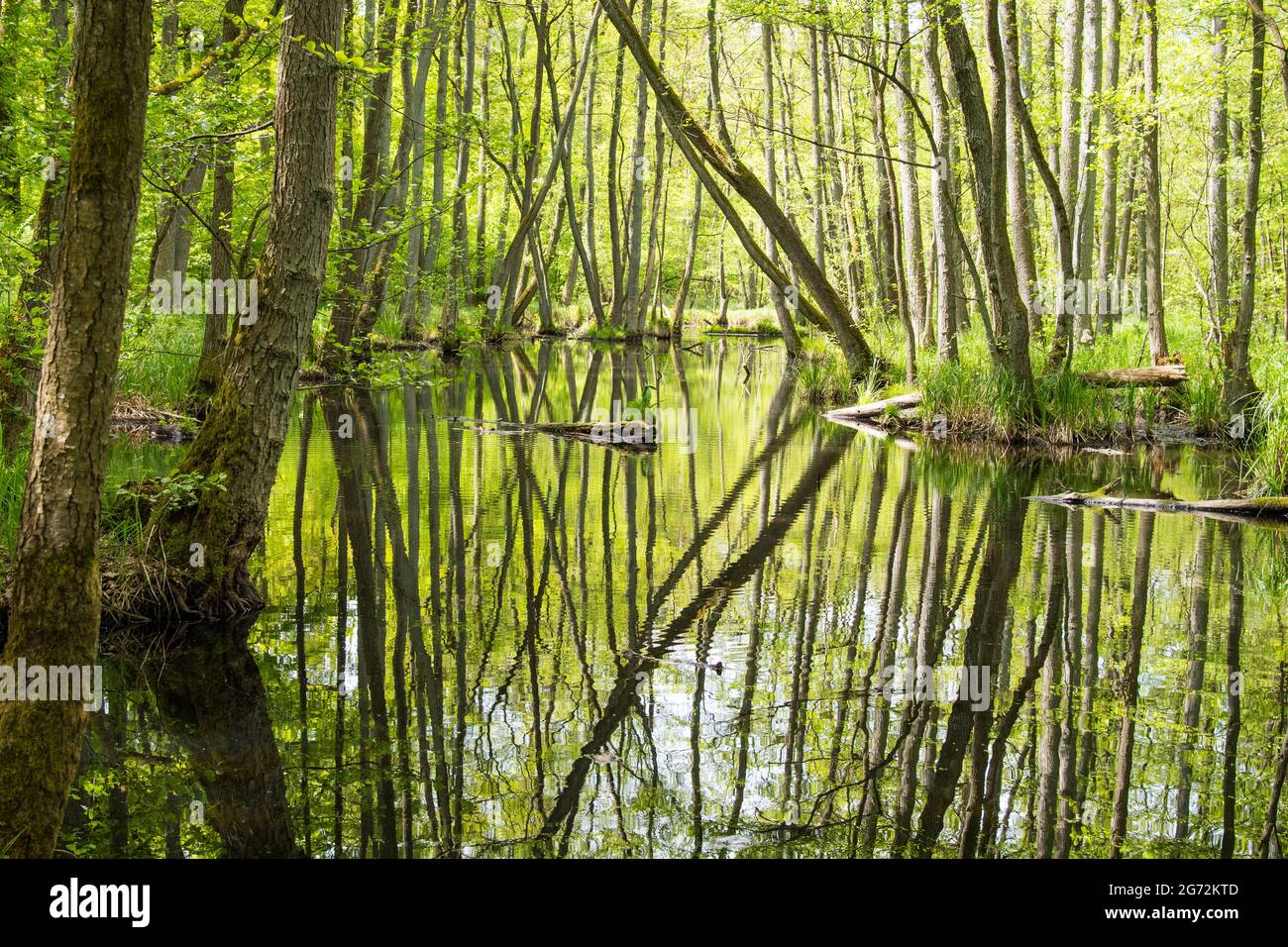 Trees in water hi-res stock photography and images - Alamy