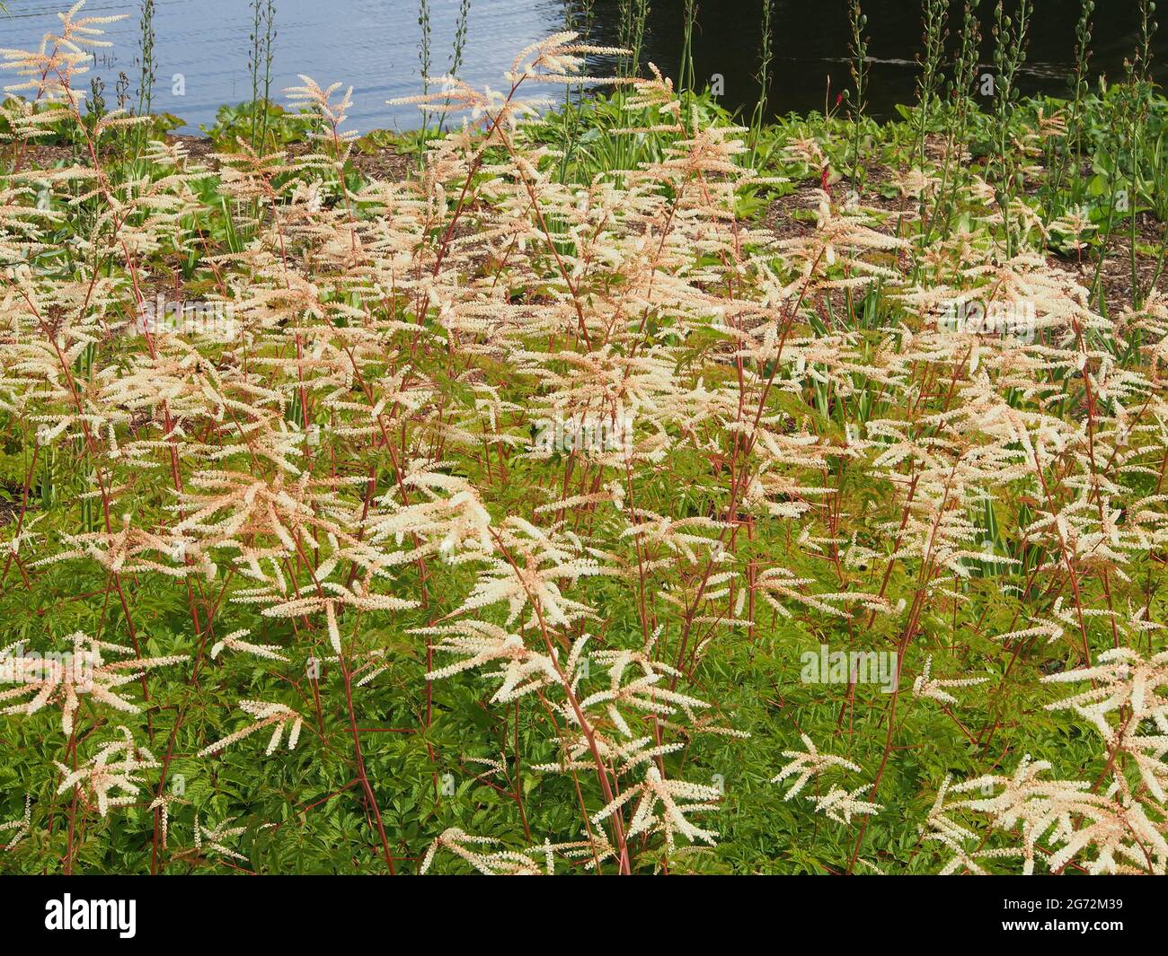 Clump of white astilbe flowers growing at RHS Bridgewater, Salford, Manchester, UK, in July. Stock Photo