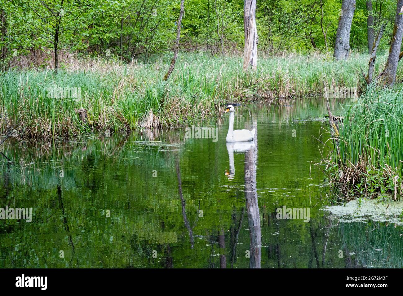 Swan reflection in water hi-res stock photography and images - Alamy