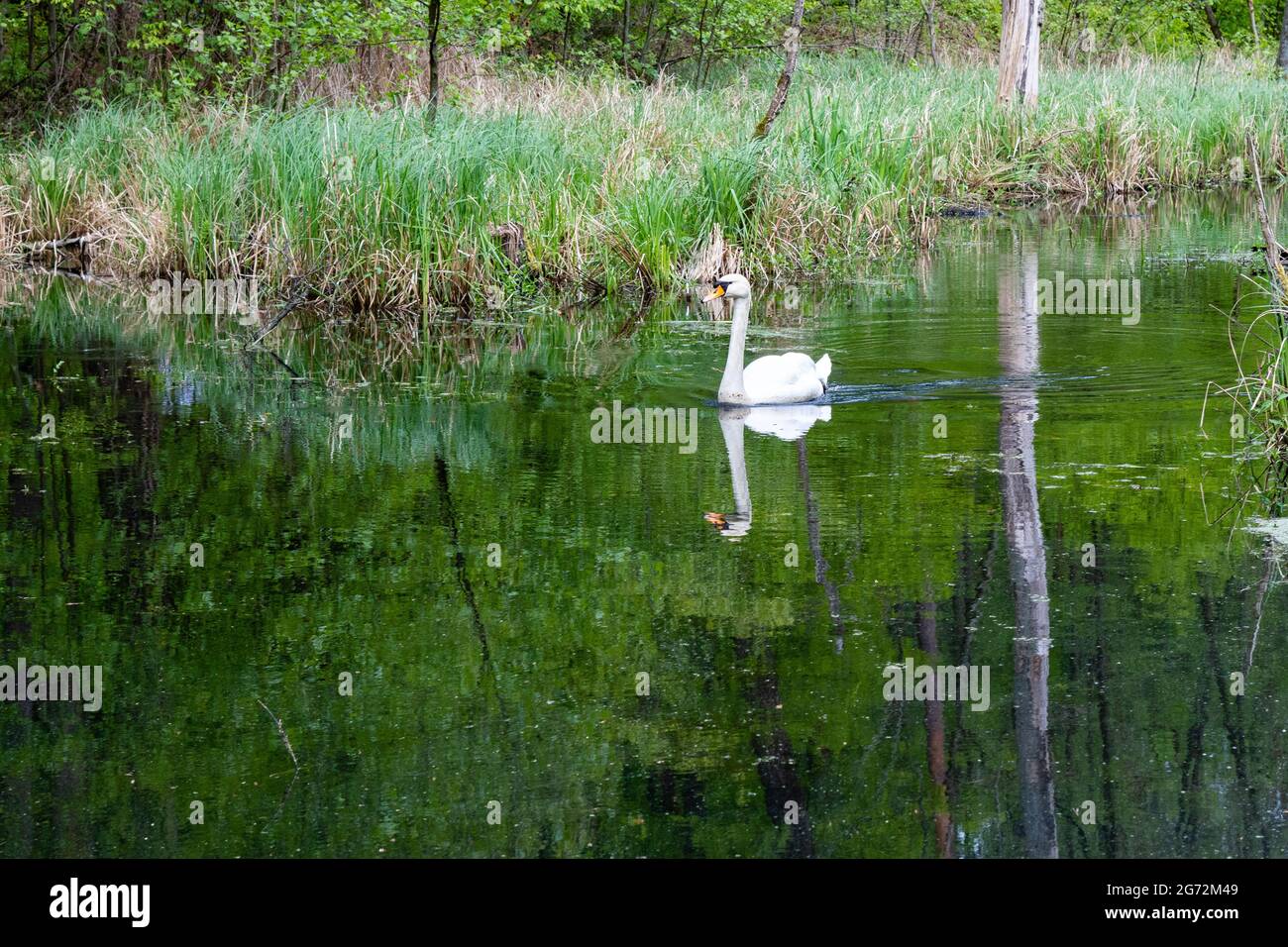 swan reflecting in water Stock Photo