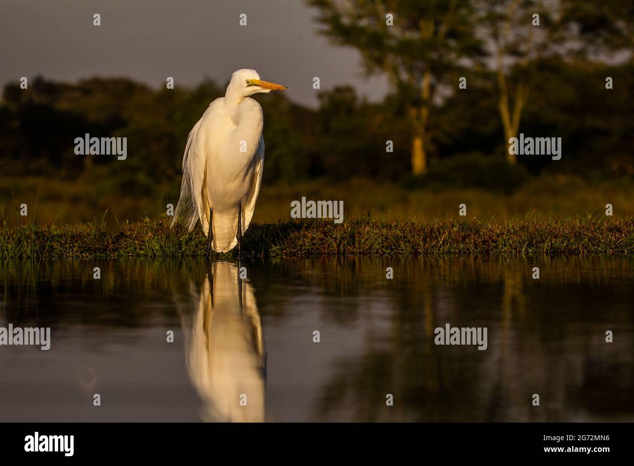 A Great Egret Ardea alba on the banks of a South African lagoon lit by the rising sun and reflected in the calm waters Stock Photo