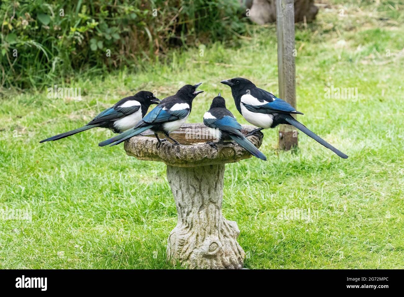 One adult and three juvenile magpies Pica pica perching on a garden bird bath and feeding on dried mealworms floating on the water Stock Photo