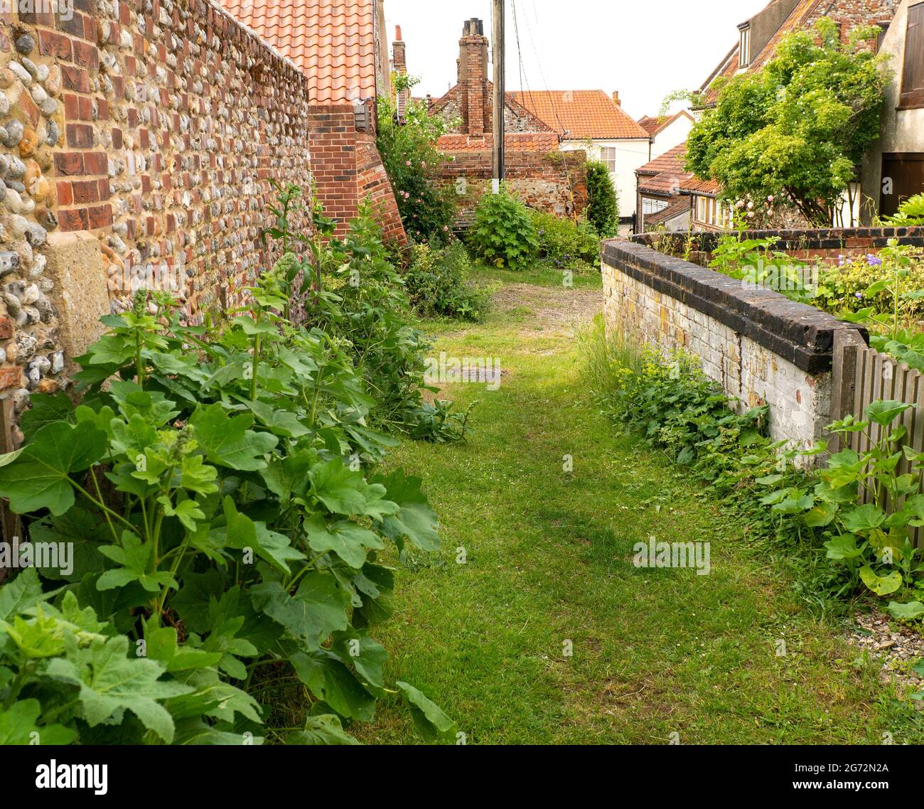 Leafy back alley way image Stock Photo Alamy