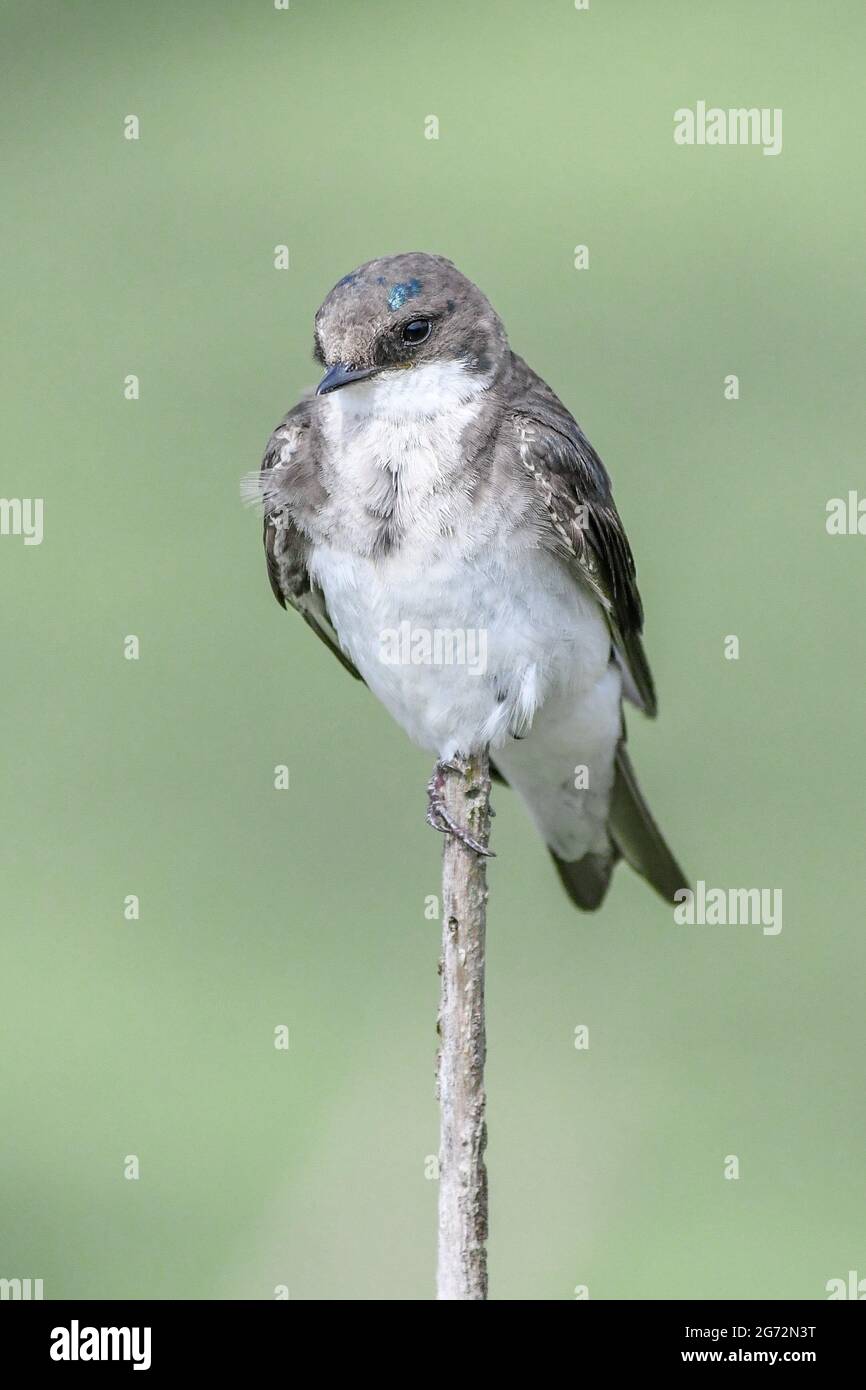 Juvenile tree swallow perched Tachycineta bicolor close up / closeup Stock Photo