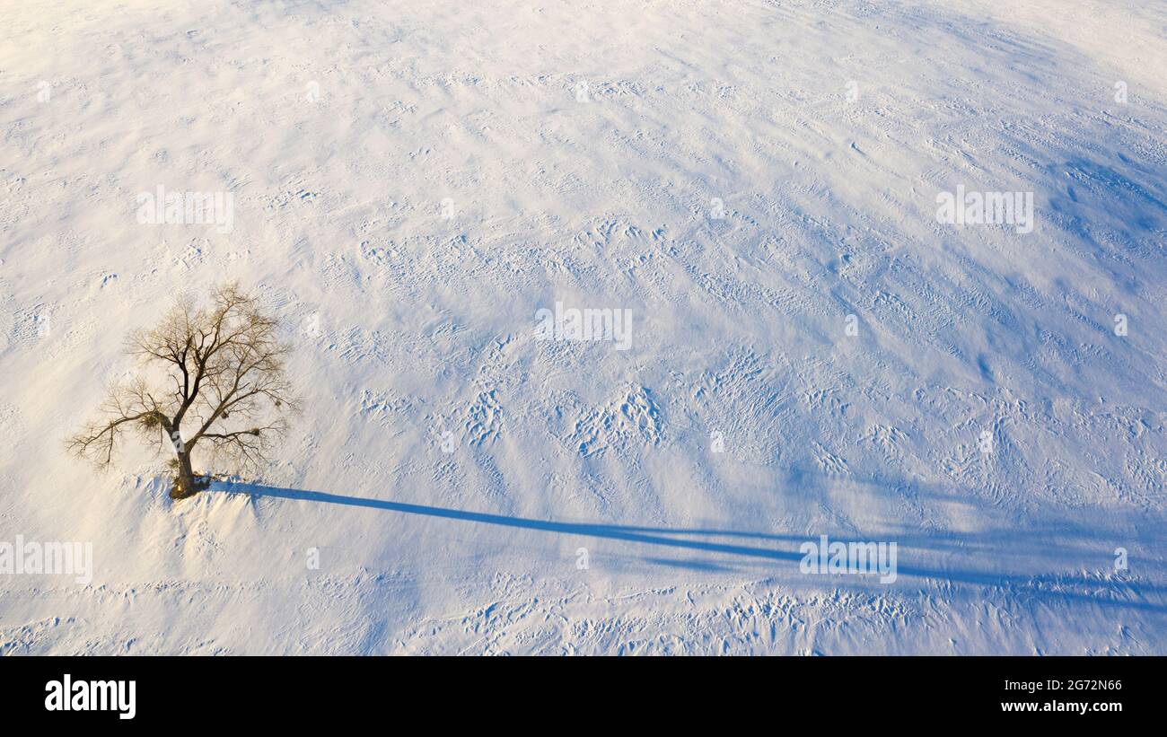 Lonely tree in the snow view from the drone Stock Photo