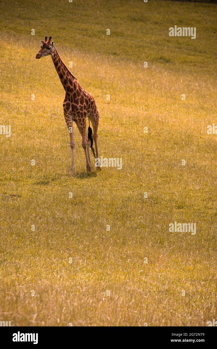 Giraffe standing in grass hi-res stock photography and images - Alamy