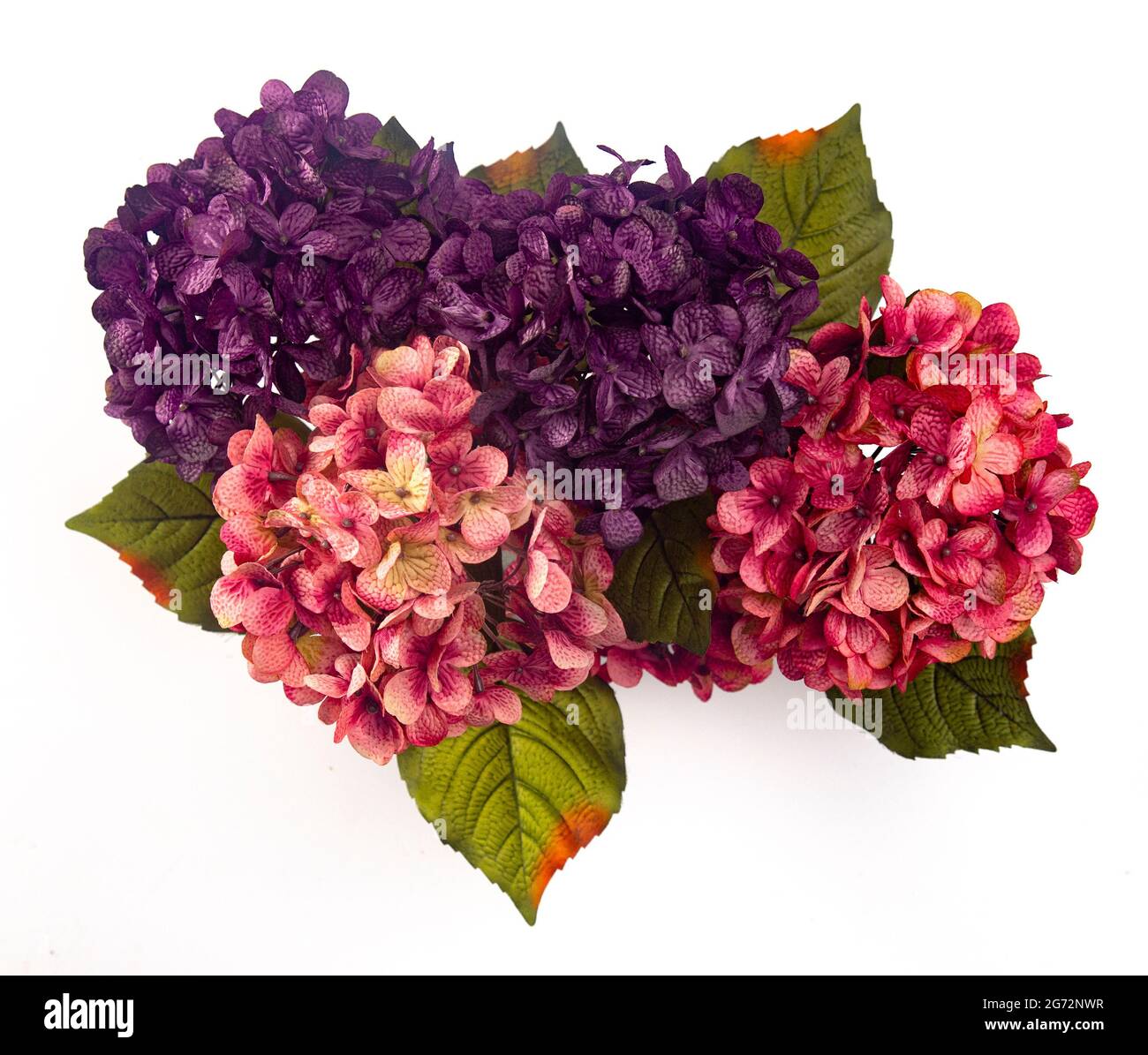 Hydrangea background Cut Out Stock Images & Pictures - Page 3 - Alamy