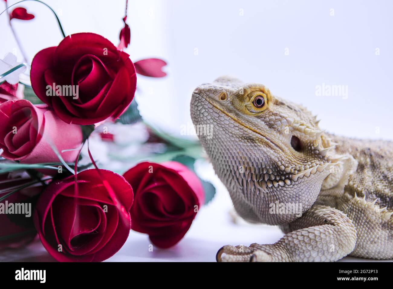 Bearded Dragon with Roses for Valentines Day Stock Photo