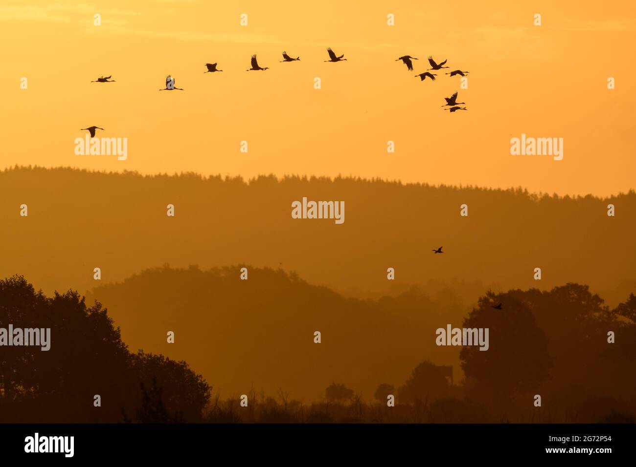 Flying Common Cranes during sunrise at Hornborgasjön during fall migration Stock Photo