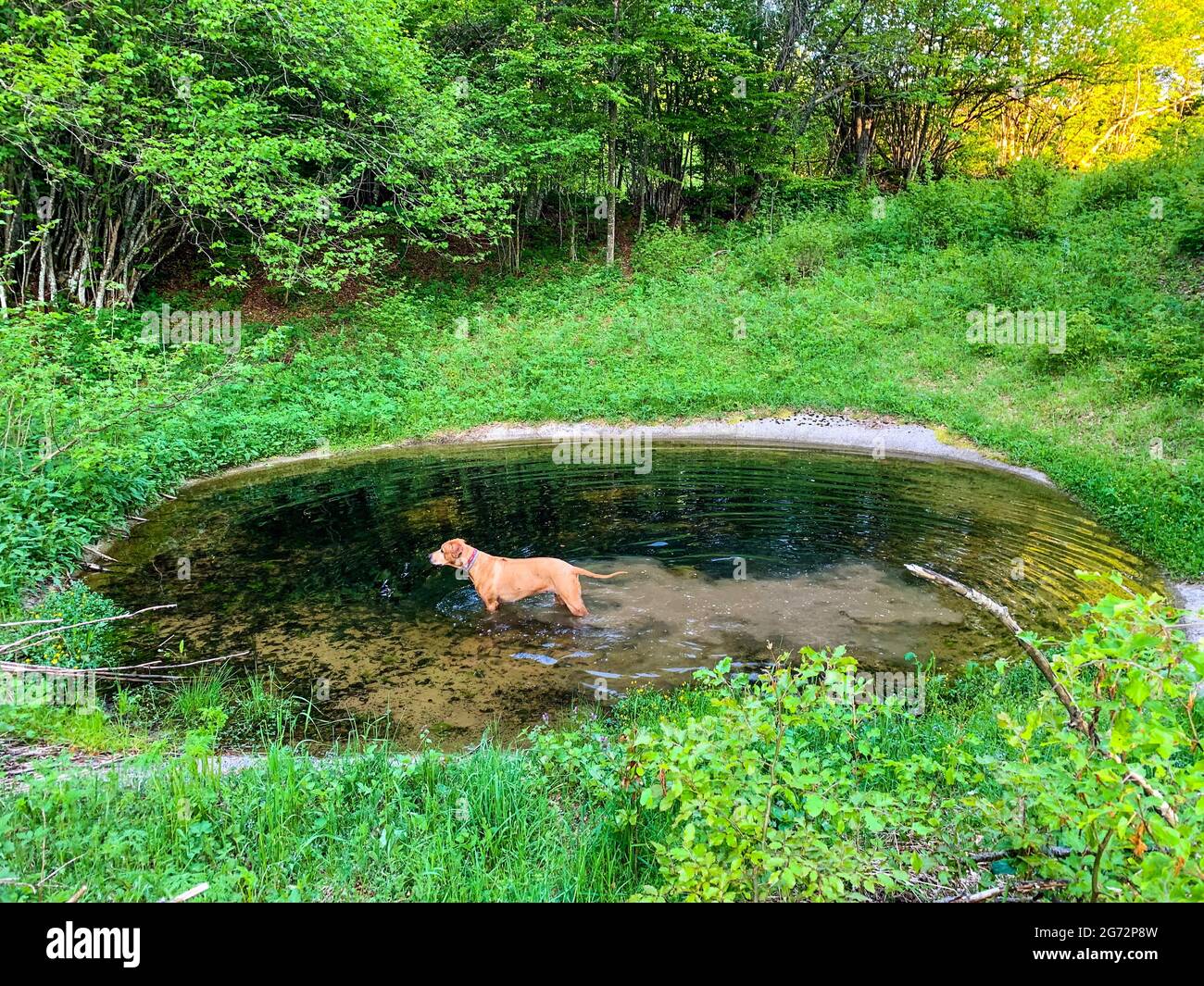 Brown dog standing in pond hi-res stock photography and images - Alamy