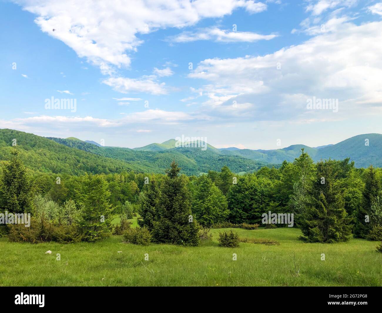 Landscape of lush trees on a green field under a blue cloudy sky Stock ...