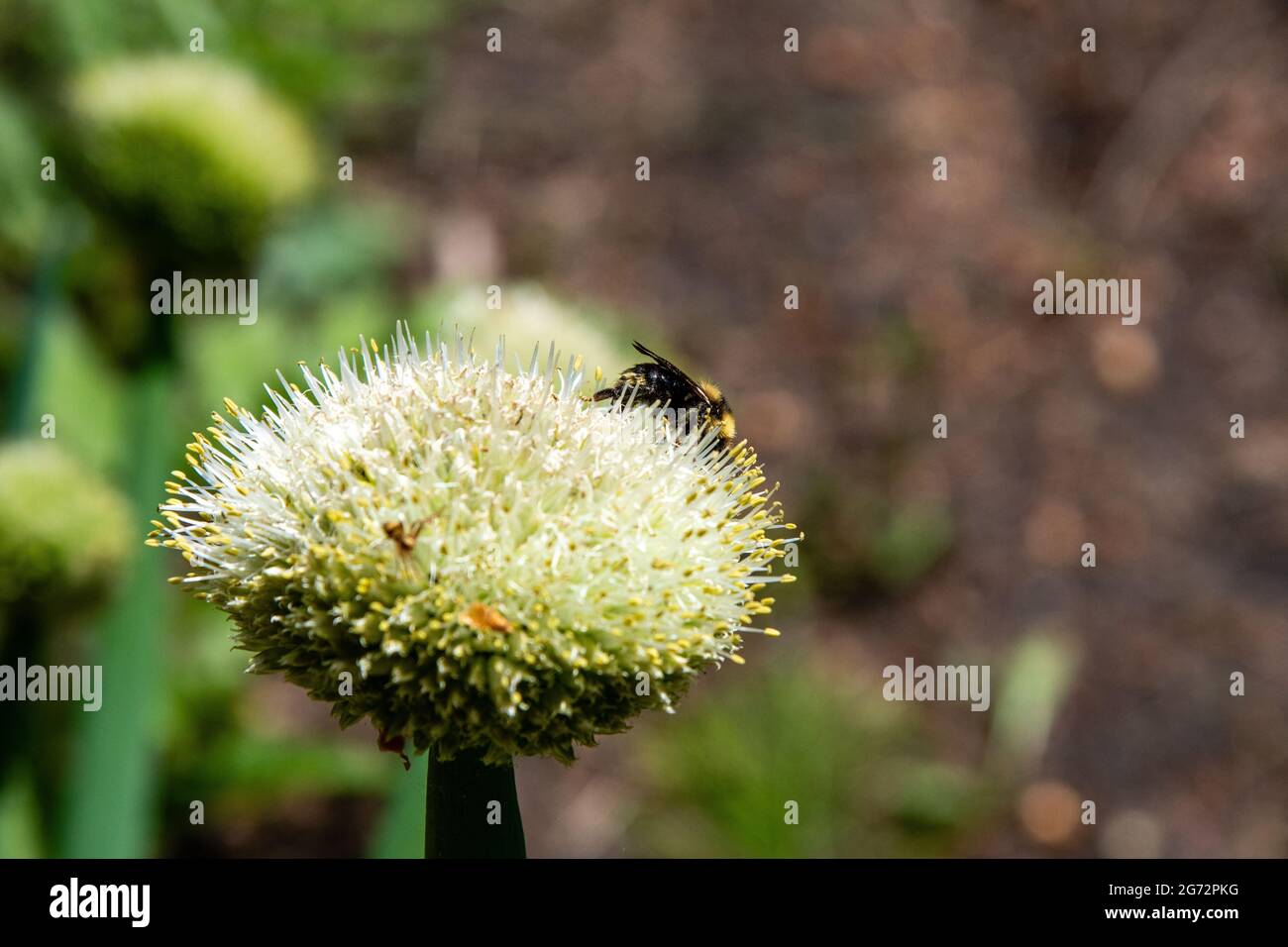 white allium with bee Stock Photo