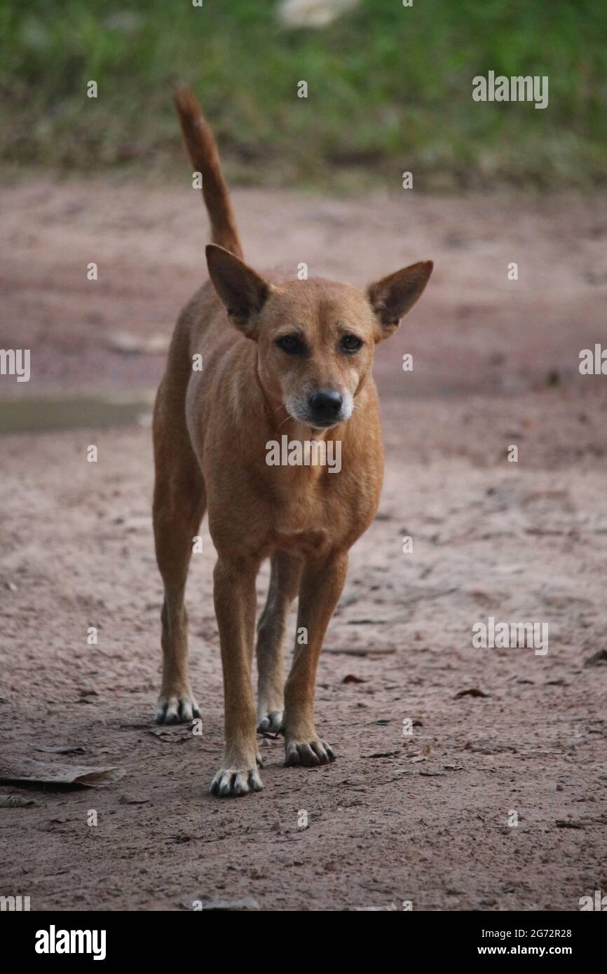 A brown Bangladeshi dog is looking at the camera Stock Photo