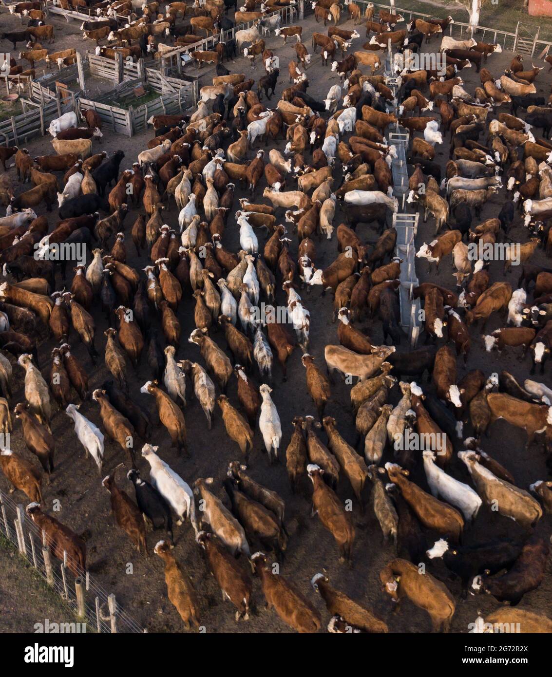 Aerial shot herd cattle in hi-res stock photography and images - Alamy