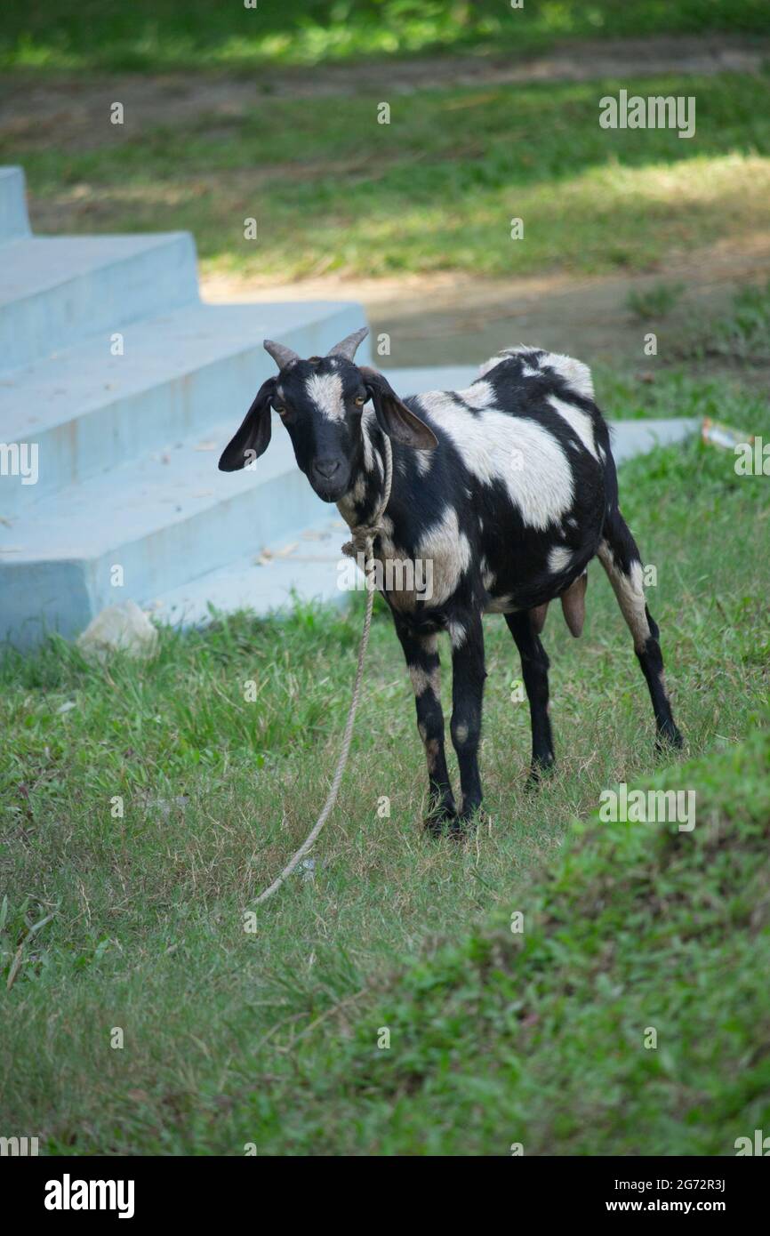 A goat with a black-and-white mixture is standing in the middle of the field Stock Photo