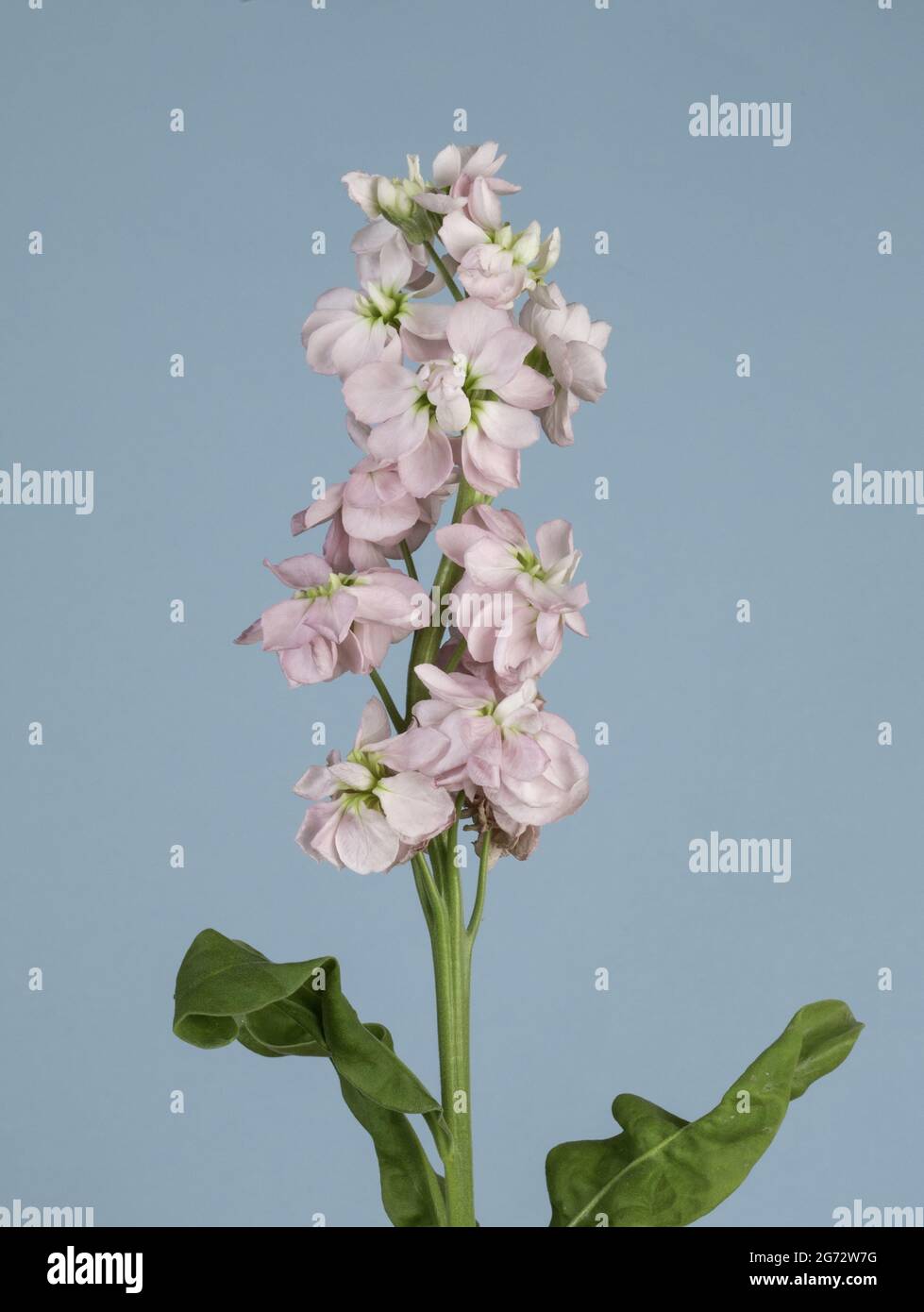 Vertical shot bright blue hi-res stock photography and images - Alamy