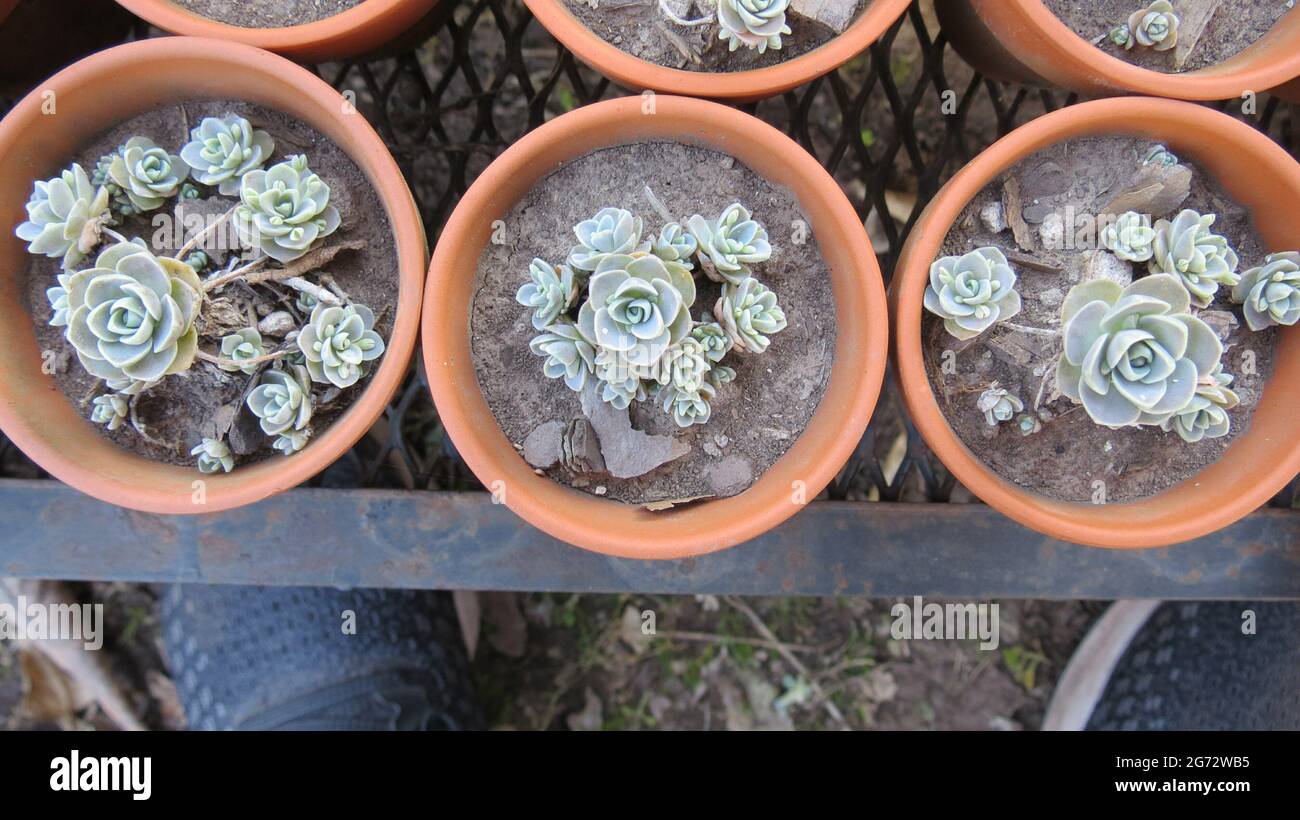 Top view of growing white Leatherpetal plants in a greenhouse Stock Photo