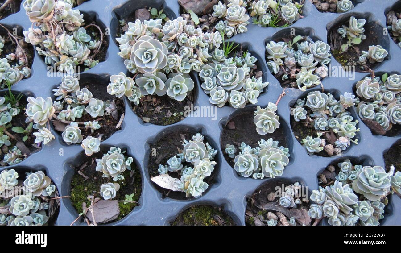 Top view of growing white Leatherpetal plants in a greenhouse Stock Photo