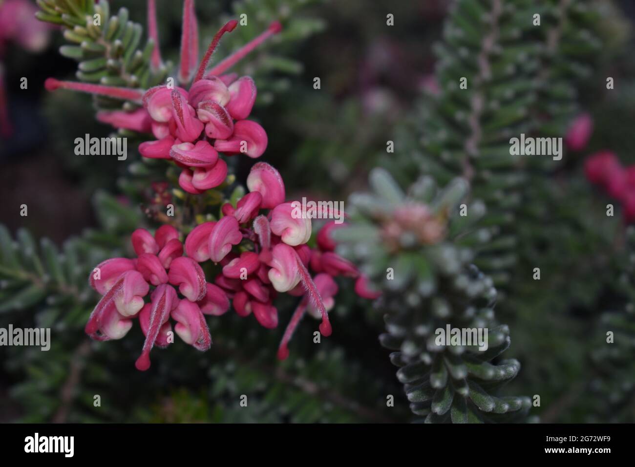 Closeup shot of growing Grevillea lanigera Stock Photo