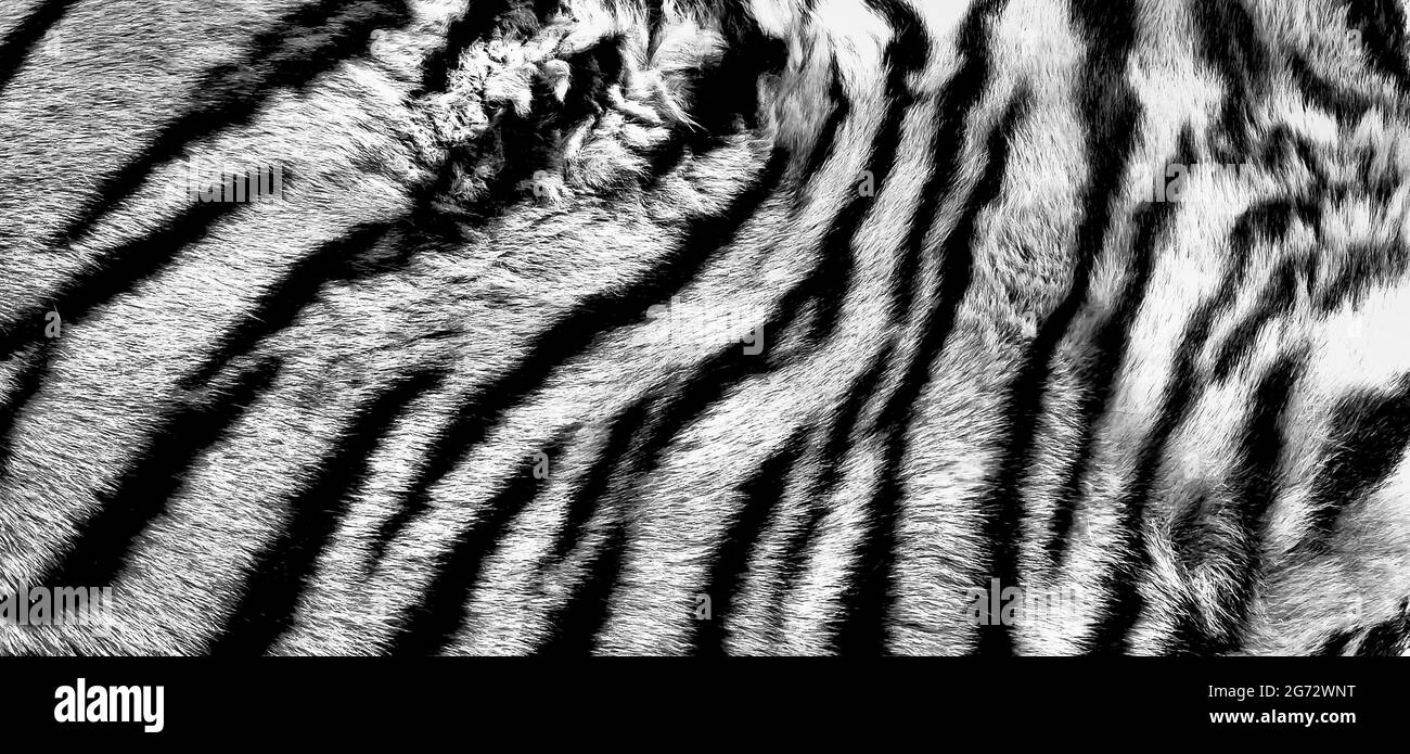 Tiger fur Black and White Stock Photos & Images - Alamy