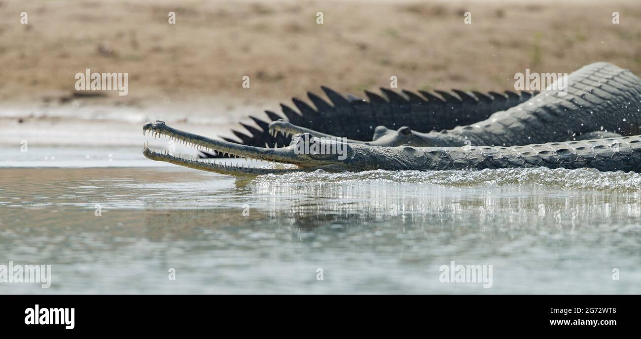 Gharial (Gavialis gangeticus), aka fish-eating crocodile Stock Photo