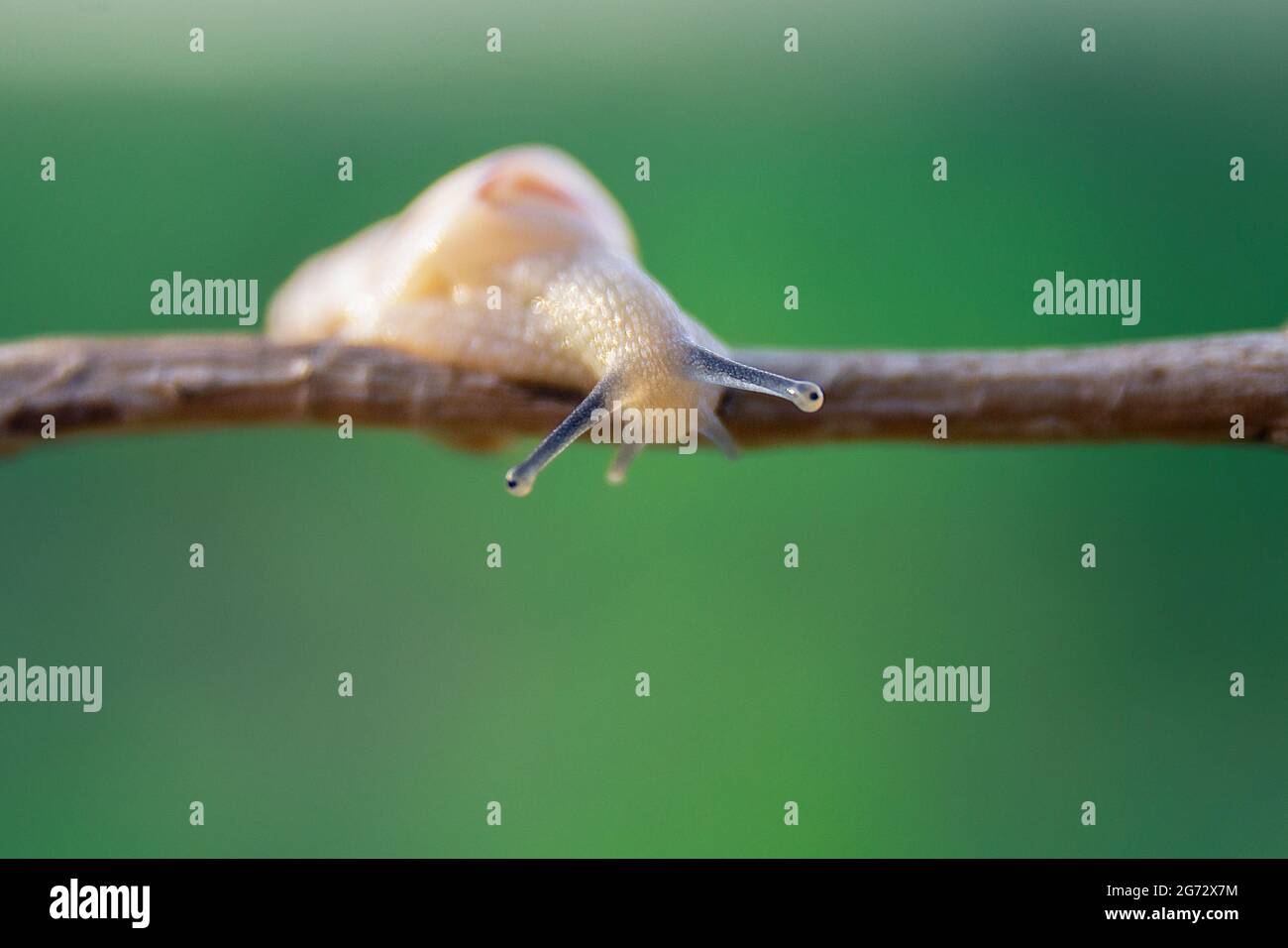 Closeup shot of a snail crawling on a twig Stock Photo - Alamy