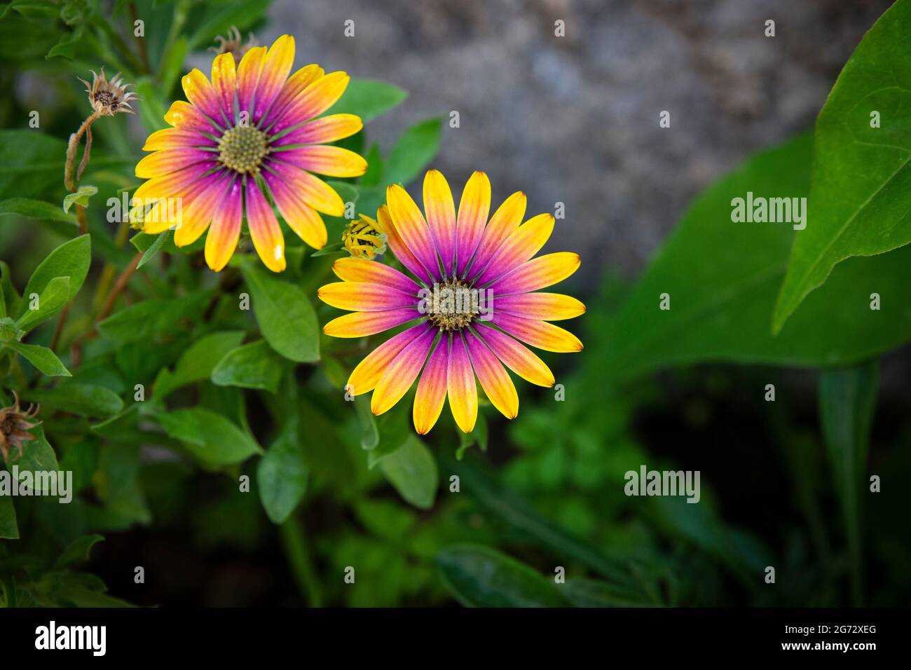 Close up of African daisies with brilliant yellow and purple colors and green leaves. Stock Photo
