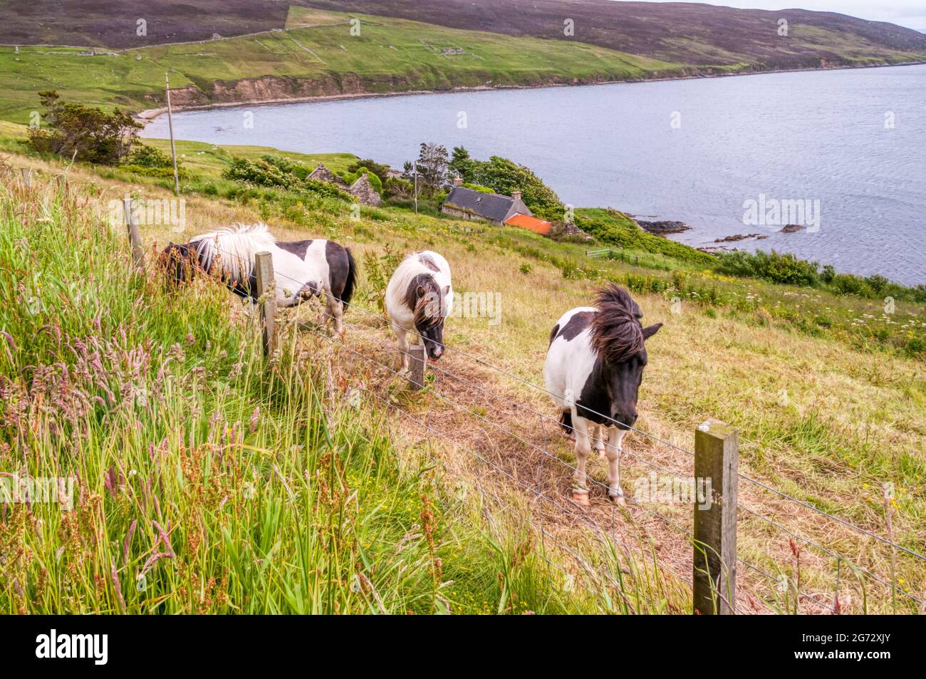 Shetland ponies at Sandsound on Shetland Mainland. Stock Photo