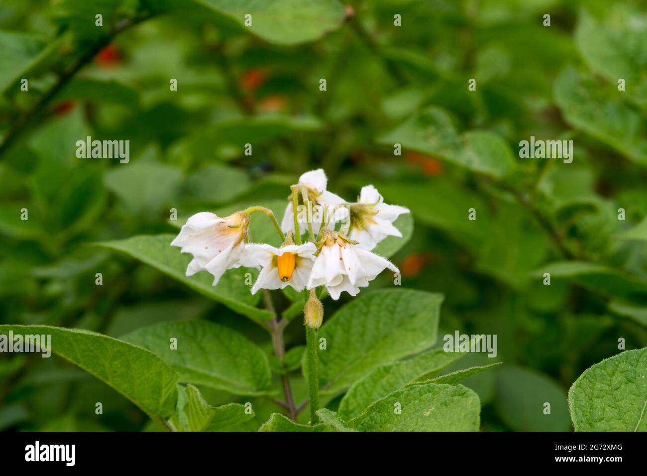 Flowers on Pink Fir Apple potato plant. Stock Photo