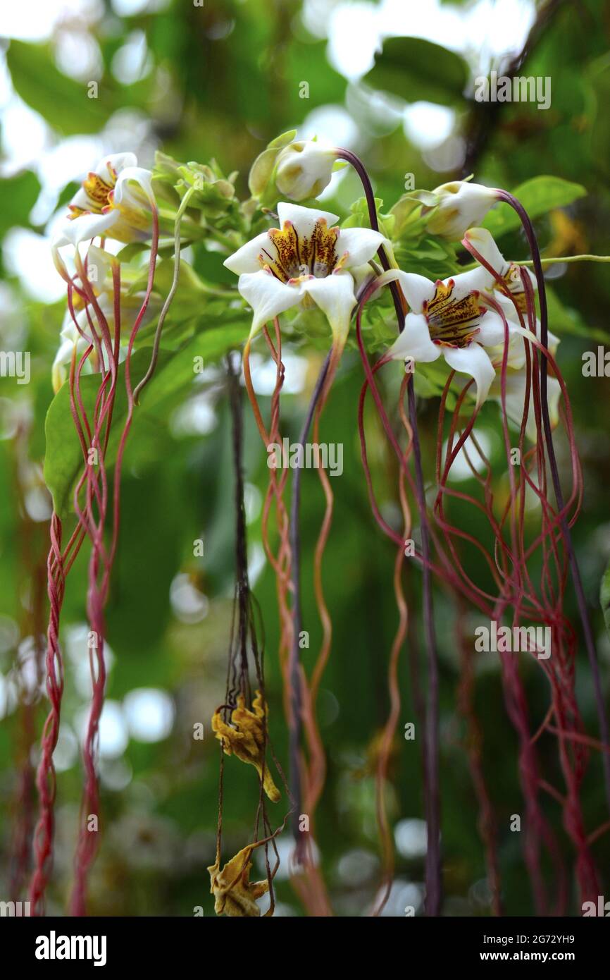 Closeup of Strophanthus Petersianus, Sand Forest Poison Rope. Vertical shot. Stock Photo