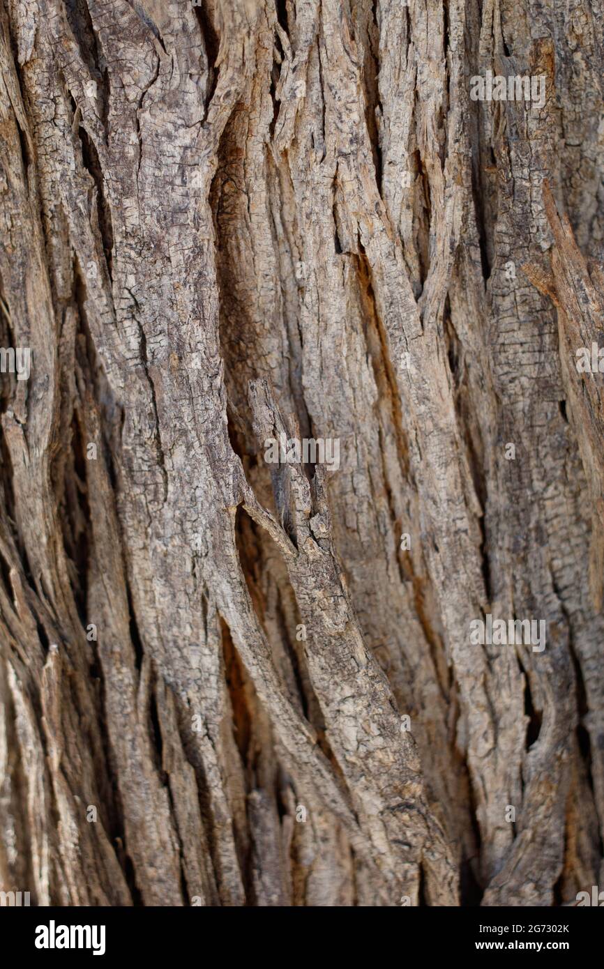 Aging exfoliating furrowed ridge bark of Desert Ironwood, Olneya Tesota, Fabaceae, native in Joshua Tree National Park, Colorado Desert, Springtime. Stock Photo