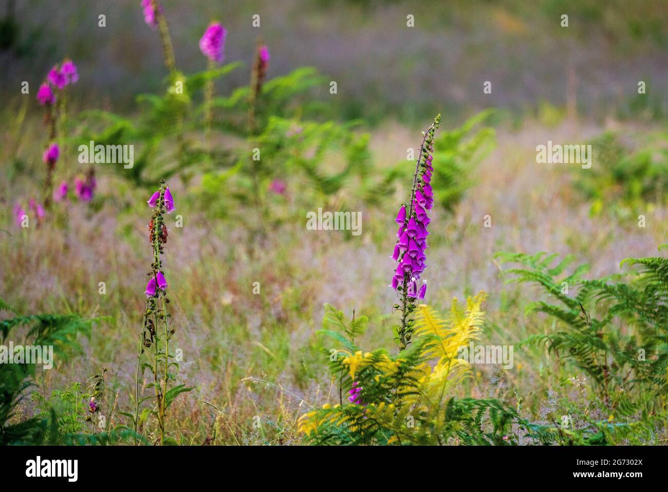 wildflowers and plants in early summer Stock Photo