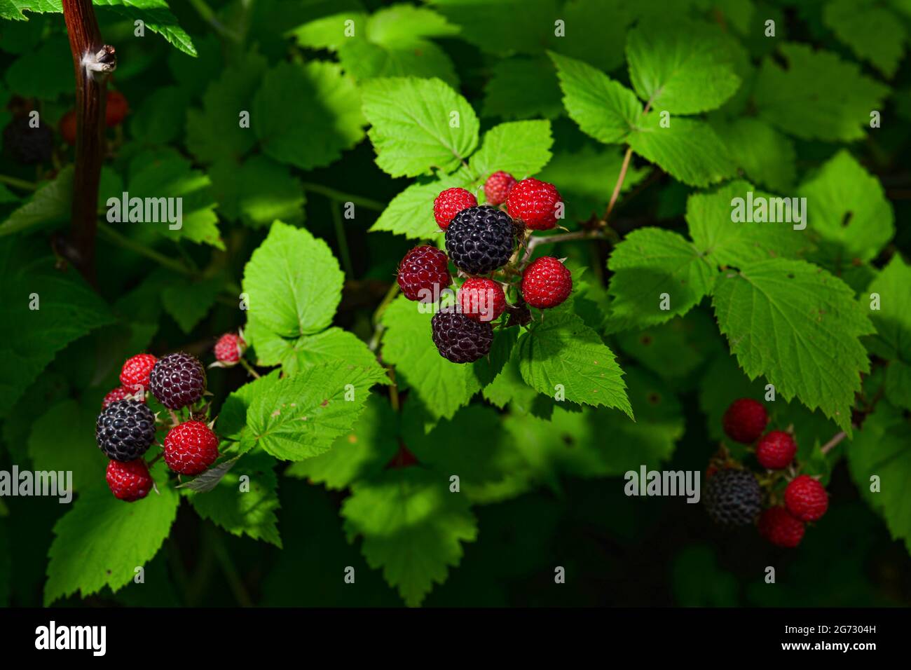 branch of raspberries in a garden. Macro photo Stock Photo