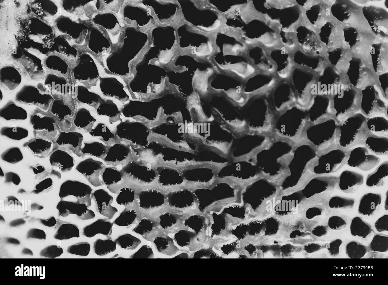 Black and white macro fungus Stock Photo
