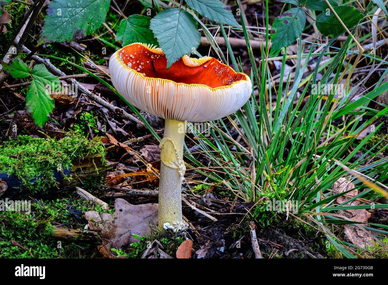 Closeup of a red mushroom, the fly agaric, also known as Red Toadstool ...
