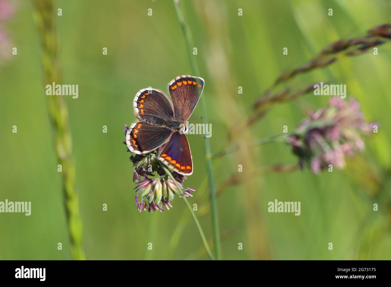 A Northern Brown Argus Butterfly pictured at Bishop Middleham Nature Reserve, County Durham, England, UK. Stock Photo