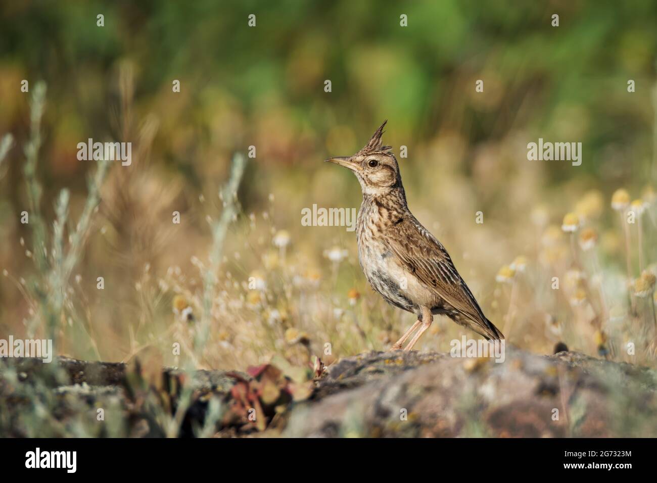 Beautiful Crested lark (Galerida cristata) sits on rocks on green grass nature background Stock Photo