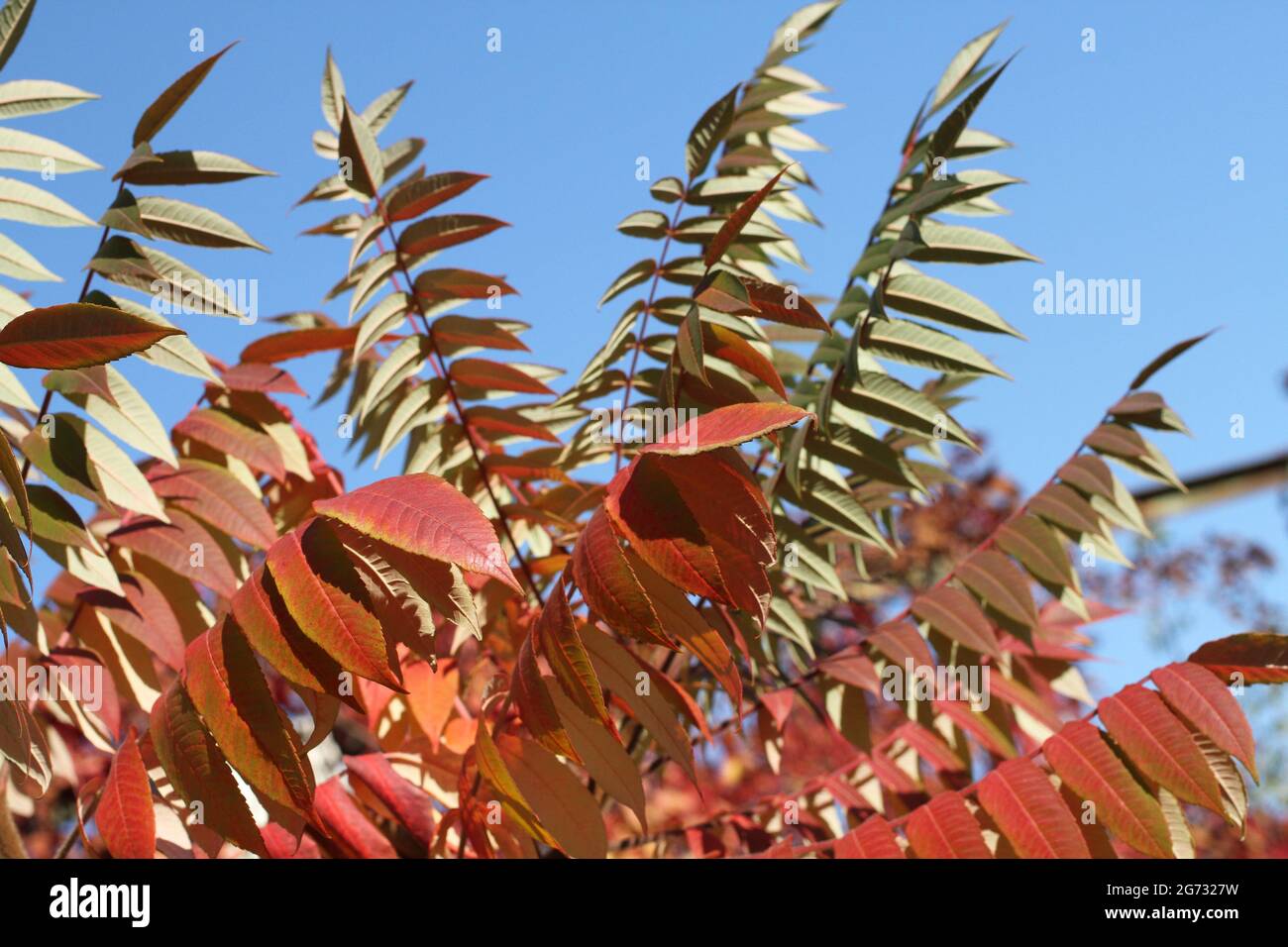 Autumn - purple and red leaves on sumac tree against blue sky Stock Photo