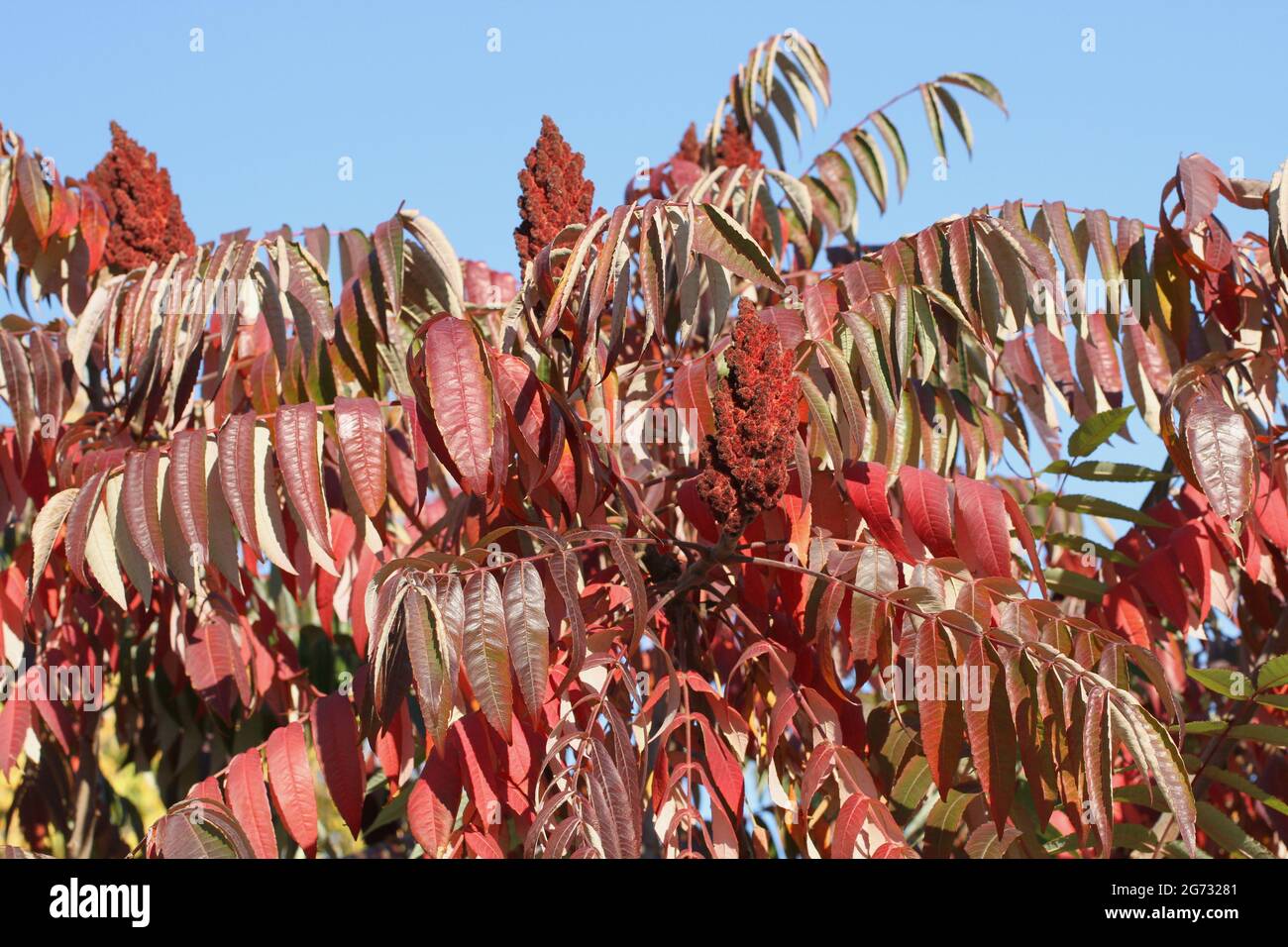 Autumn - purple and red leaves on sumac tree against blue sky Stock Photo