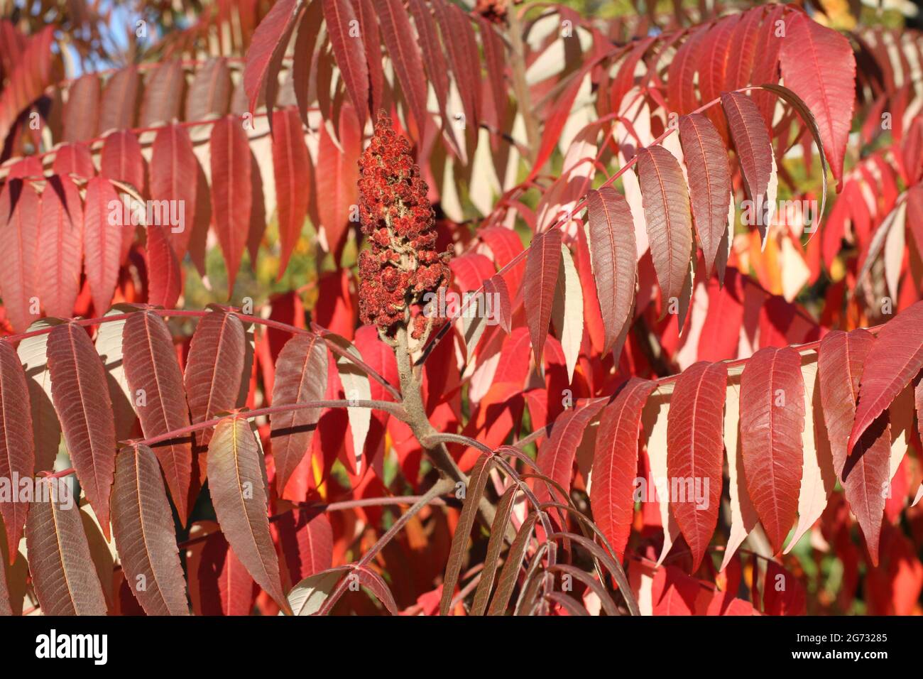 Autumn - purple and red leaves on sumac tree against green trees. Closeup Stock Photo