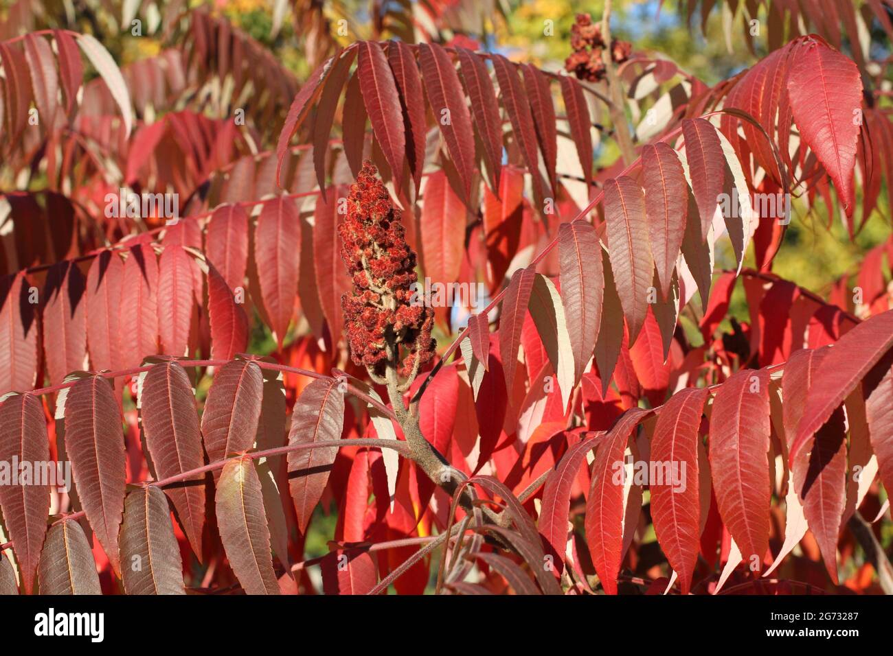 Autumn - purple and red leaves on sumac tree against green trees. Closeup Stock Photo