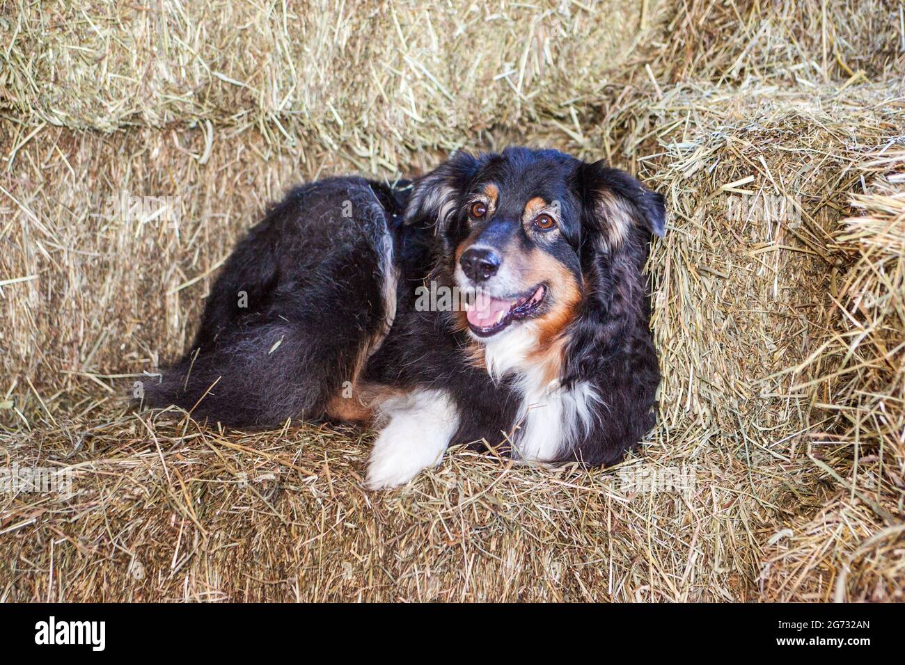 An Australian Shepherd farm dog relaxing on some hay bales Stock Photo